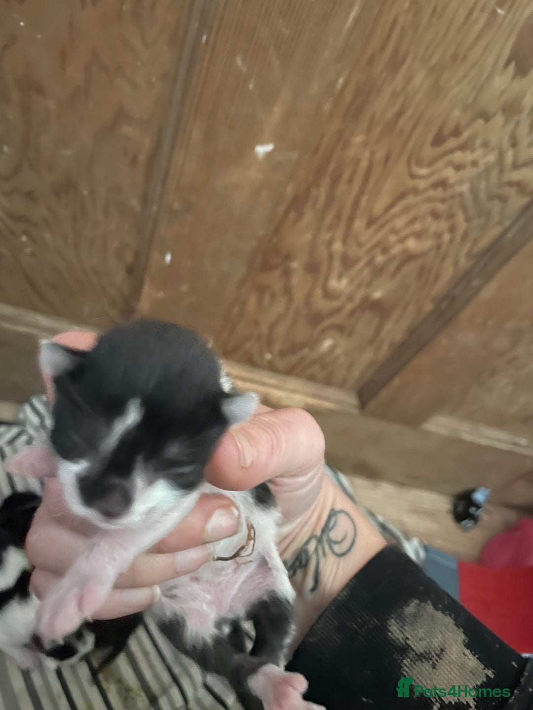 Mixed Breed cats for sale: Beautiful kittens  - Advert 24