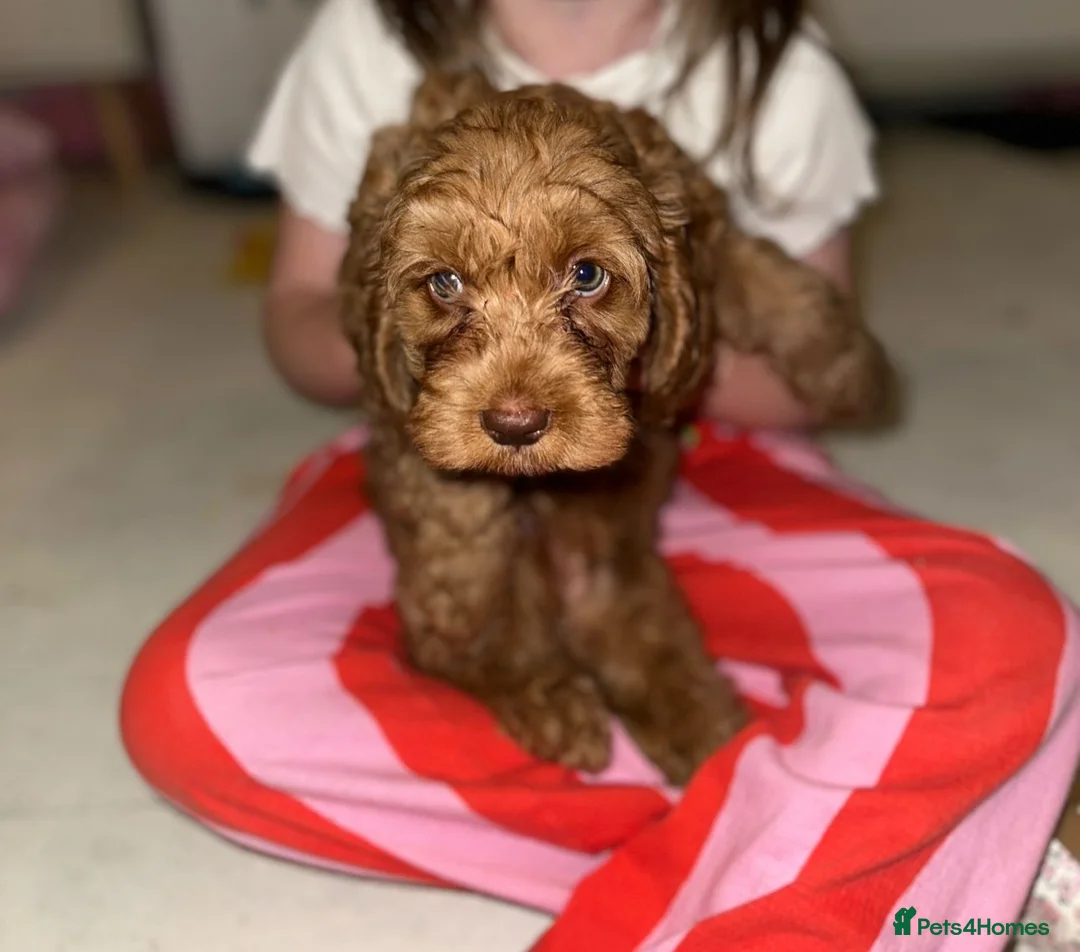 Mixed Breed dogs for sale: Red girl  - Advert 1