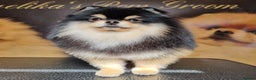 Pomeranian dogs for stud: KC Registered Pomeranian for stud  - Advert 4