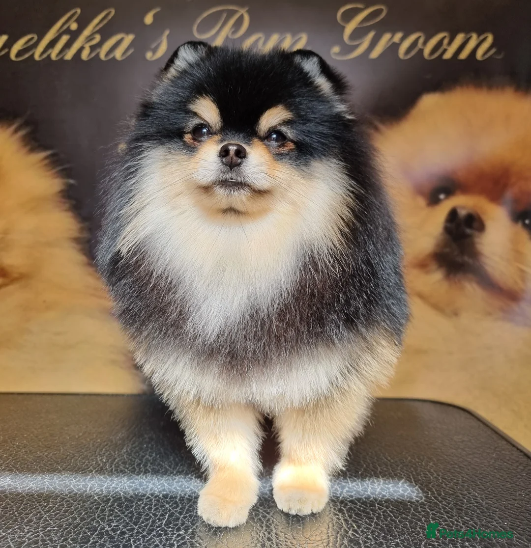 Pomeranian dogs for stud: KC Registered Pomeranian for stud  - Advert 4