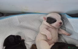 Mixed Breed dogs for sale: Frenchie cross chihuahua  - Image 10