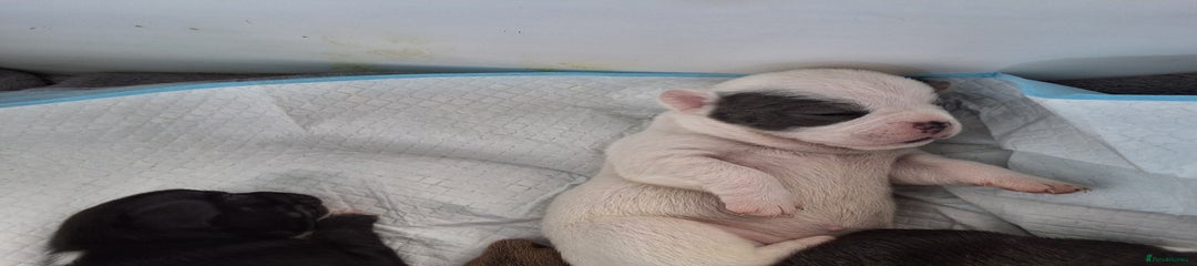 Mixed Breed Puppy 3