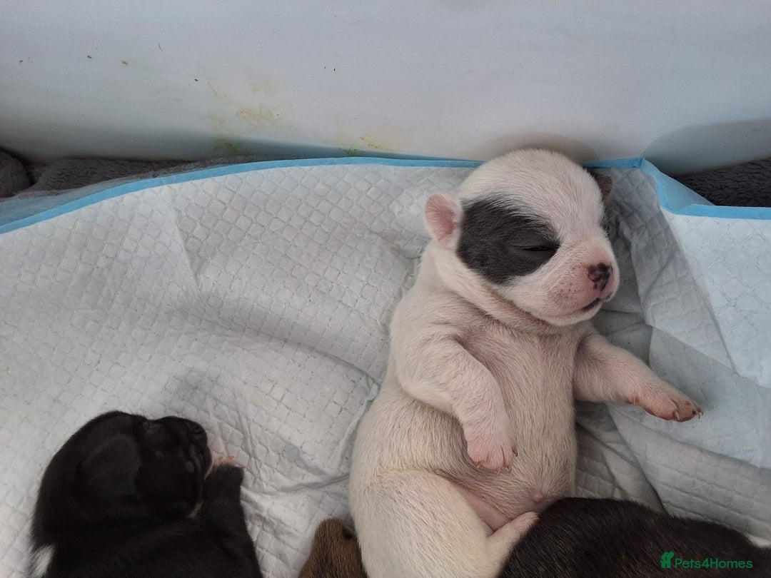 Mixed Breed dogs for sale: Frenchie cross chihuahua  - Image 10
