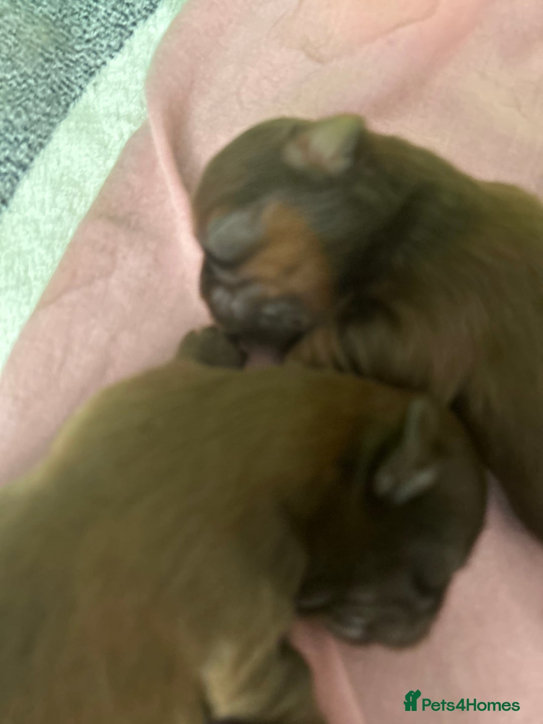 Shih Tzu dogs for sale: Imperial Shih tzu  - Image 5