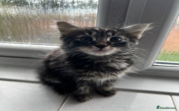Mixed Breed cats for sale: Adorable 8-Week-Old Fluffy Kittens Ready - Image 1