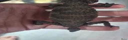 Gecko reptiles for sale: 1.1 Nephrurus asper – Rough Knob-Tailed Gecko | CB - Advert 10