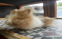 Lionhead rabbits for sale: Baby Lionhead Male Looking For New Home - Image 14