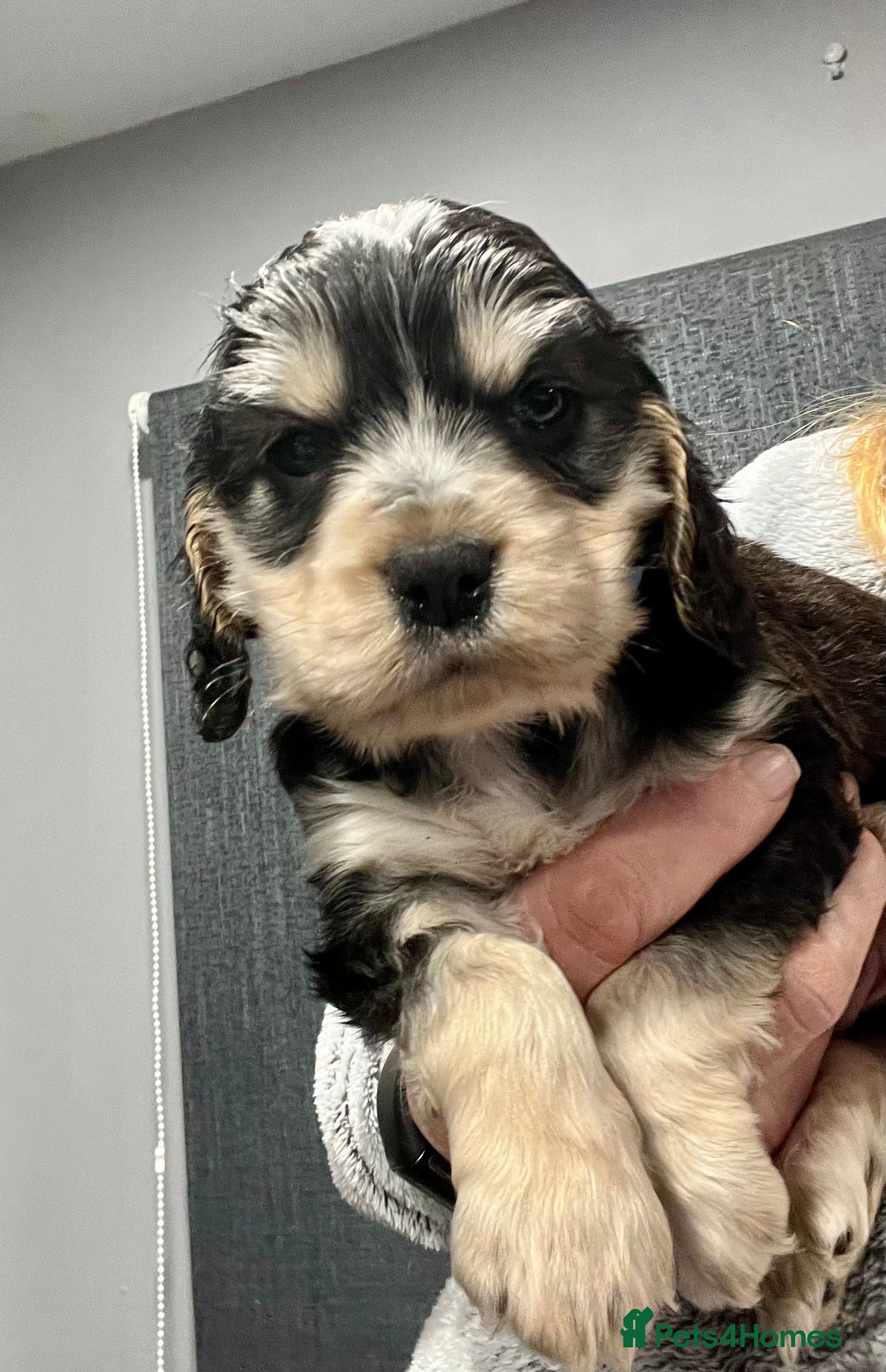 Cocker Spaniel dogs Show Cocker Spaniel puppies from DNA tested parent - Advert 3