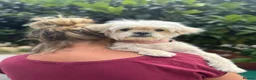Mixed Breed dogs for adoption: Tinnie Winnie Valentina - Advert 9