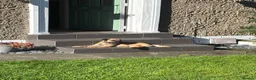 Border Terrier dogs for stud: For stud KC registered full breed border terrier  in Glasgow - Advert 4