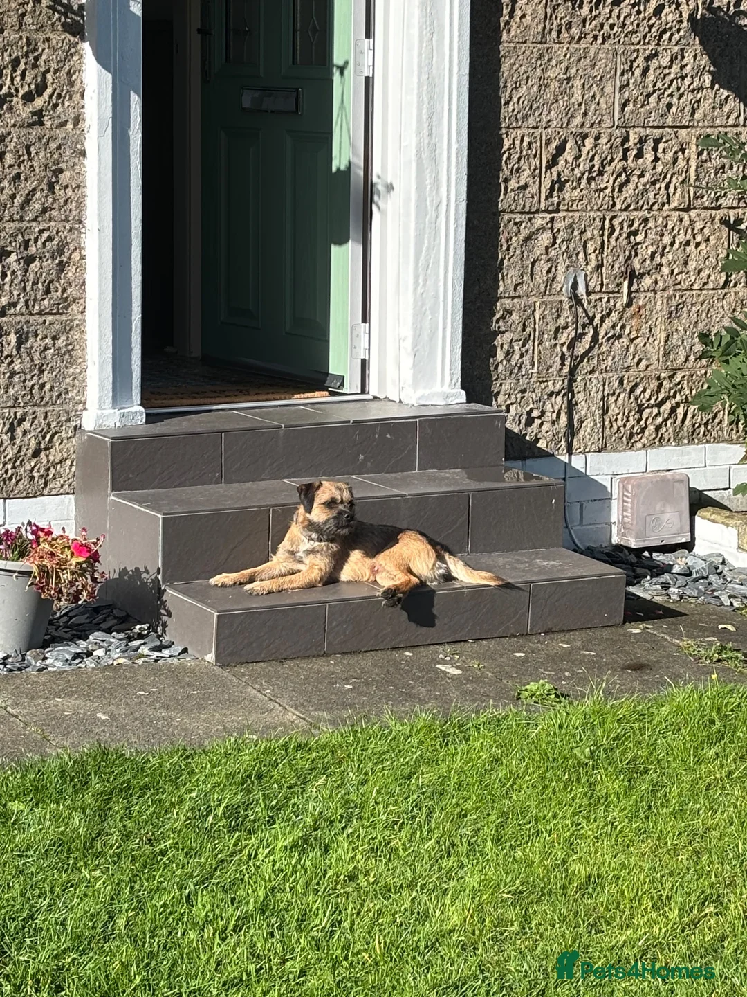 Border Terrier dogs for stud: For stud KC registered full breed border terrier  in Glasgow - Advert 4