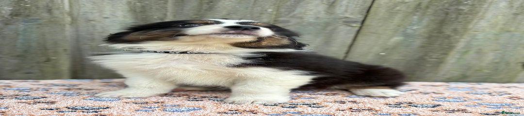 Australian Shepherd Puppy 9