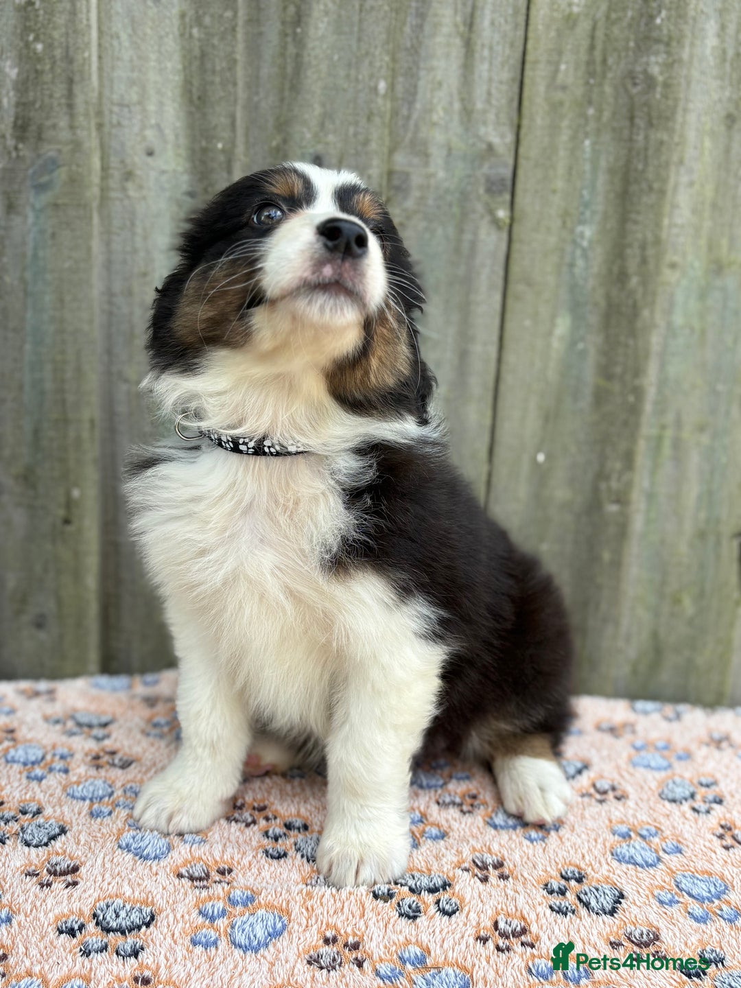 Australian Shepherd dogs for sale: Beautiful pedigree Australian Shepherd puppies - Image 17