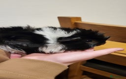 Guinea Pig rodents for sale: Female Guinea Pig - Image 2