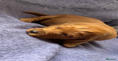 Labradoodle dogs - Advert 5