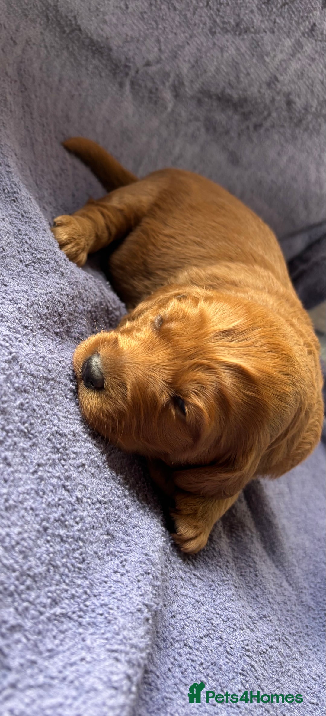 Labradoodle dogs for sale: F1 Labradoodle puppy’s  - Image 2