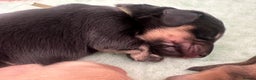Miniature Dachshund dogs for sale: Black and Cream mini long haired dachshund boy - Advert 6