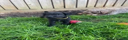 Patterdale Terrier dogs for sale: Patterdale pups for sale in Barry - Advert 6
