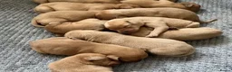 Labrador Retriever dogs for sale: SUPER DARK FOX RED LAB PUPS HEALTH TESTED PARENTS - Advert 5
