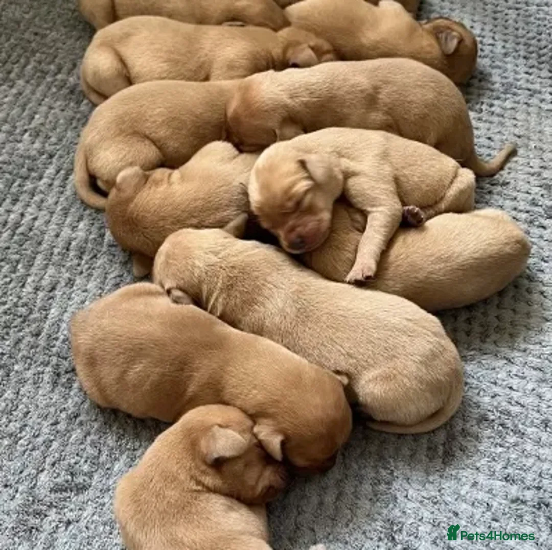 Labrador Retriever dogs for sale: SUPER DARK FOX RED LAB PUPS HEALTH TESTED PARENTS - Advert 2