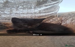 Mixed Breed cats for sale: Stunning black and ghost/black tabby kittens - Image 11