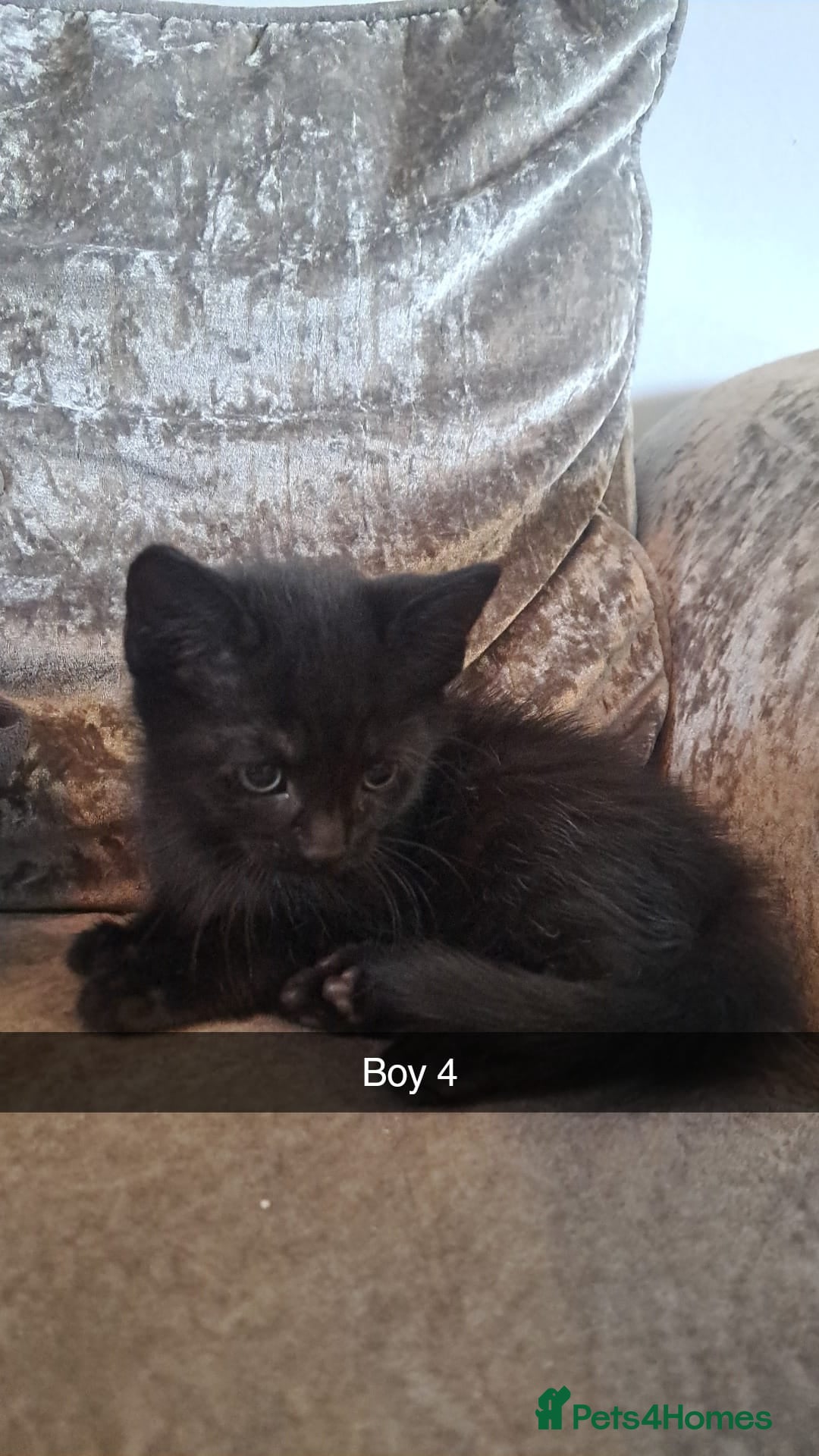 Mixed Breed cats for sale: Stunning black and ghost/black tabby kittens - Image 11