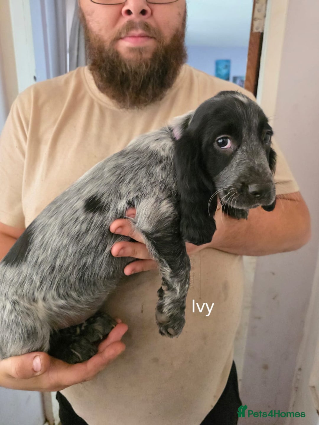 Cocker Spaniel dogs for sale: Cocker spaniel pups - Image 9