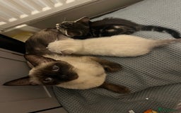 Siamese cats for sale: Adorable Siamese kittens  - Advert 2