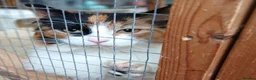 Mixed Breed cats for adoption: MARRIGOLD - Advert 5