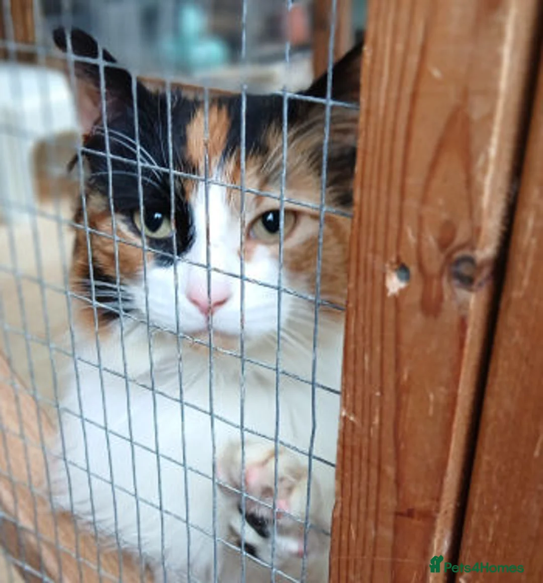 Mixed Breed cats for adoption: MARRIGOLD - Advert 5