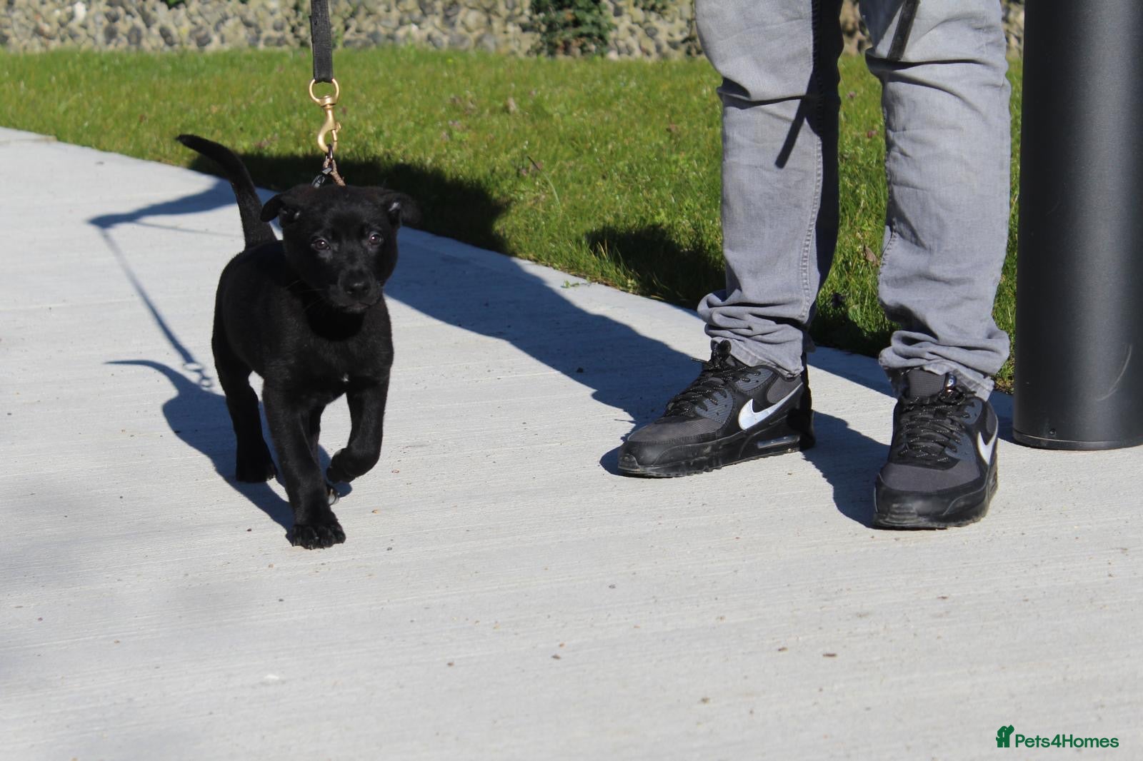 Mixed Breed dogs Mali x GSD ready now last male available  - Advert 21