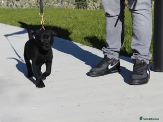 Mixed Breed dogs Mali x GSD ready now last male available - Advert 21