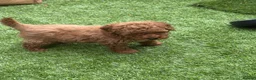 Toy Poodle dogs for sale: Red Fox Toy Poodle puppies in Poole - Advert 15