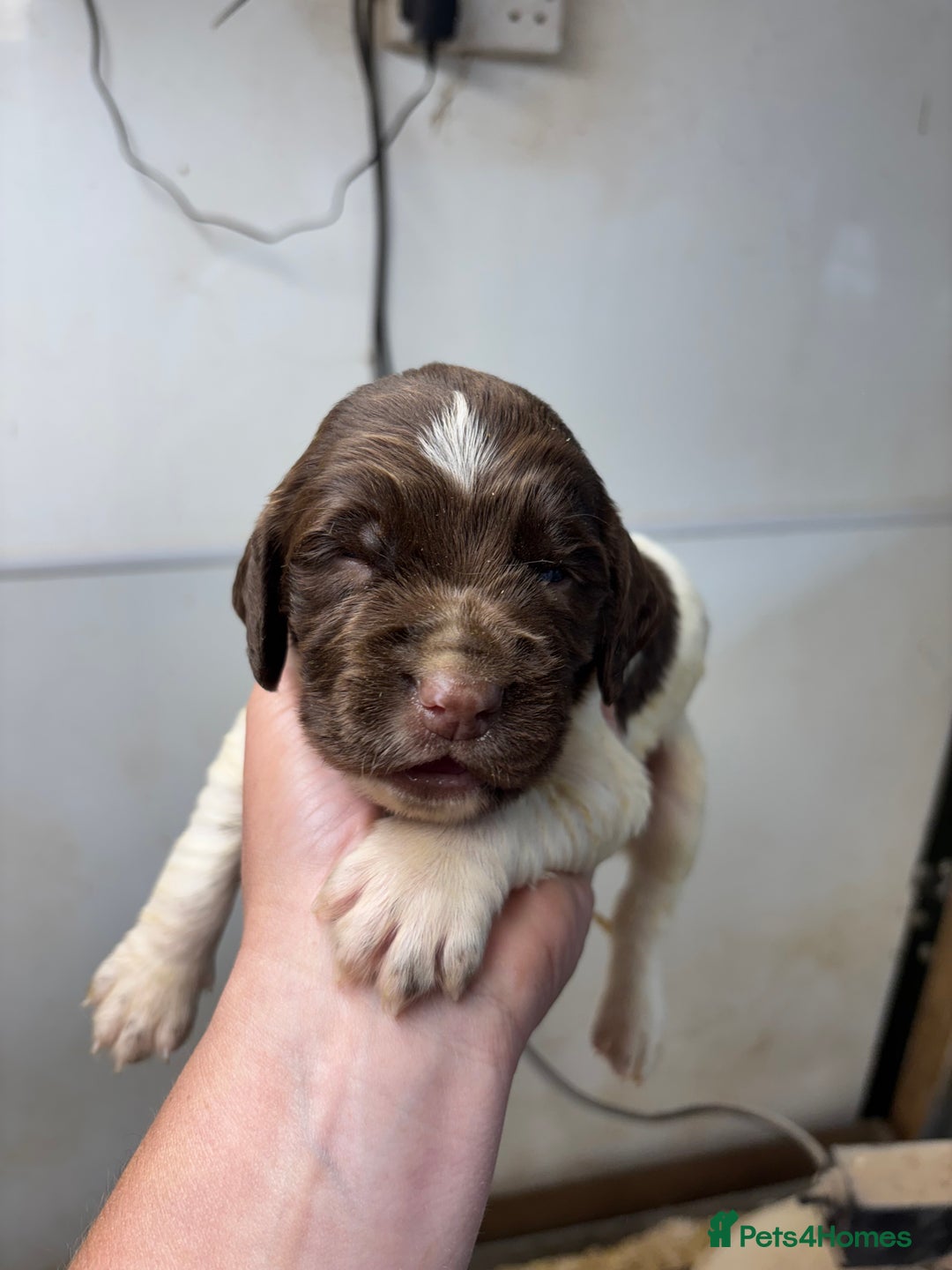 English Springer Spaniel dogs for sale: Springer Spaniel Puppies  - Image 16