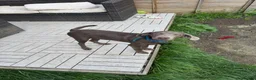 Labrador Retriever dogs for sale: Labrador retriever  - Advert 7