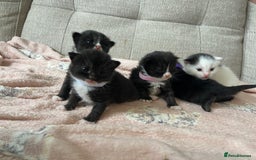 Mixed Breed cats for sale: 4 fluffy Russian blue mix kittens  - Image 4