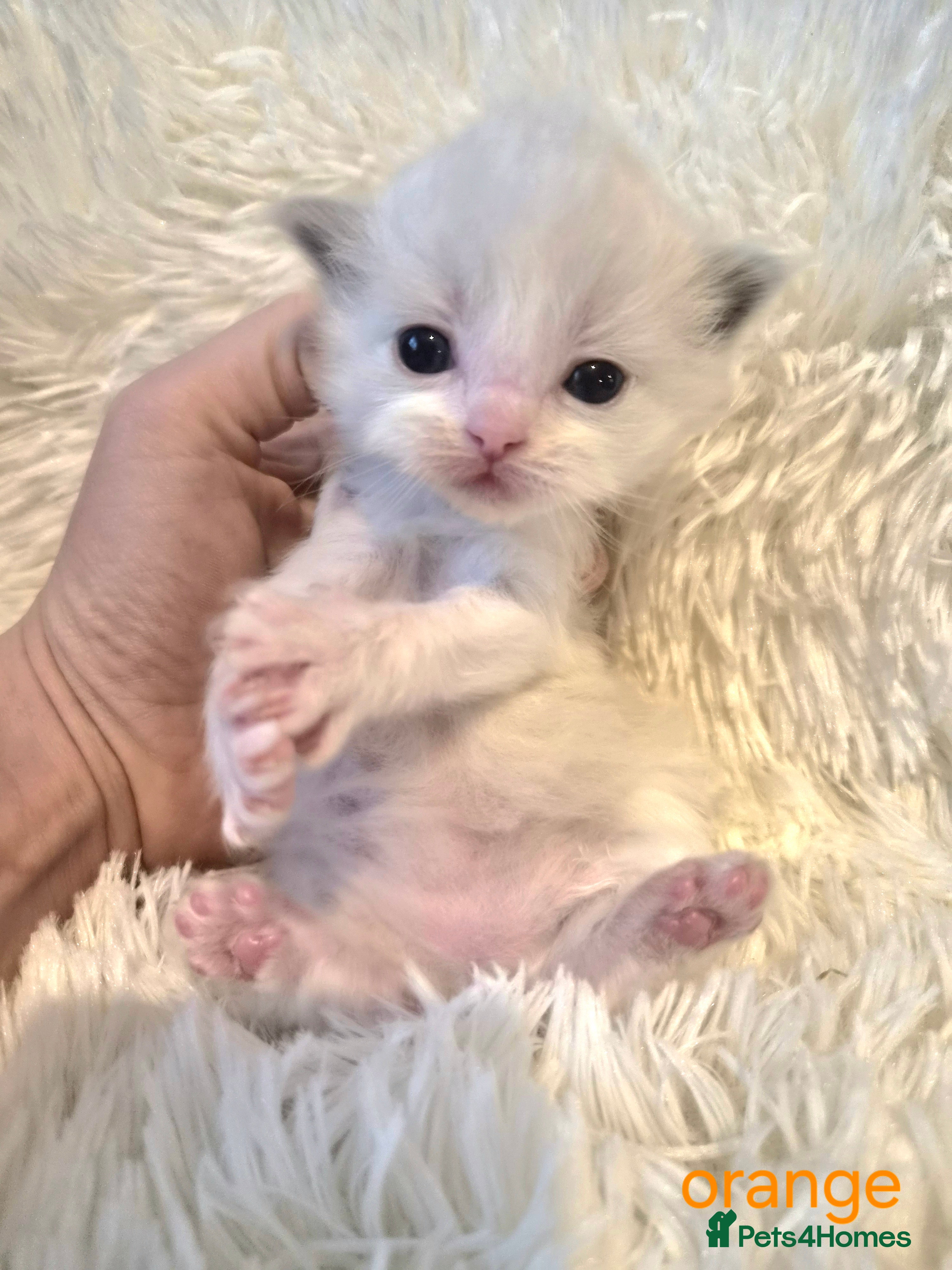 Ragdoll cats  Kittens 😸 ♥️  - Advert 2