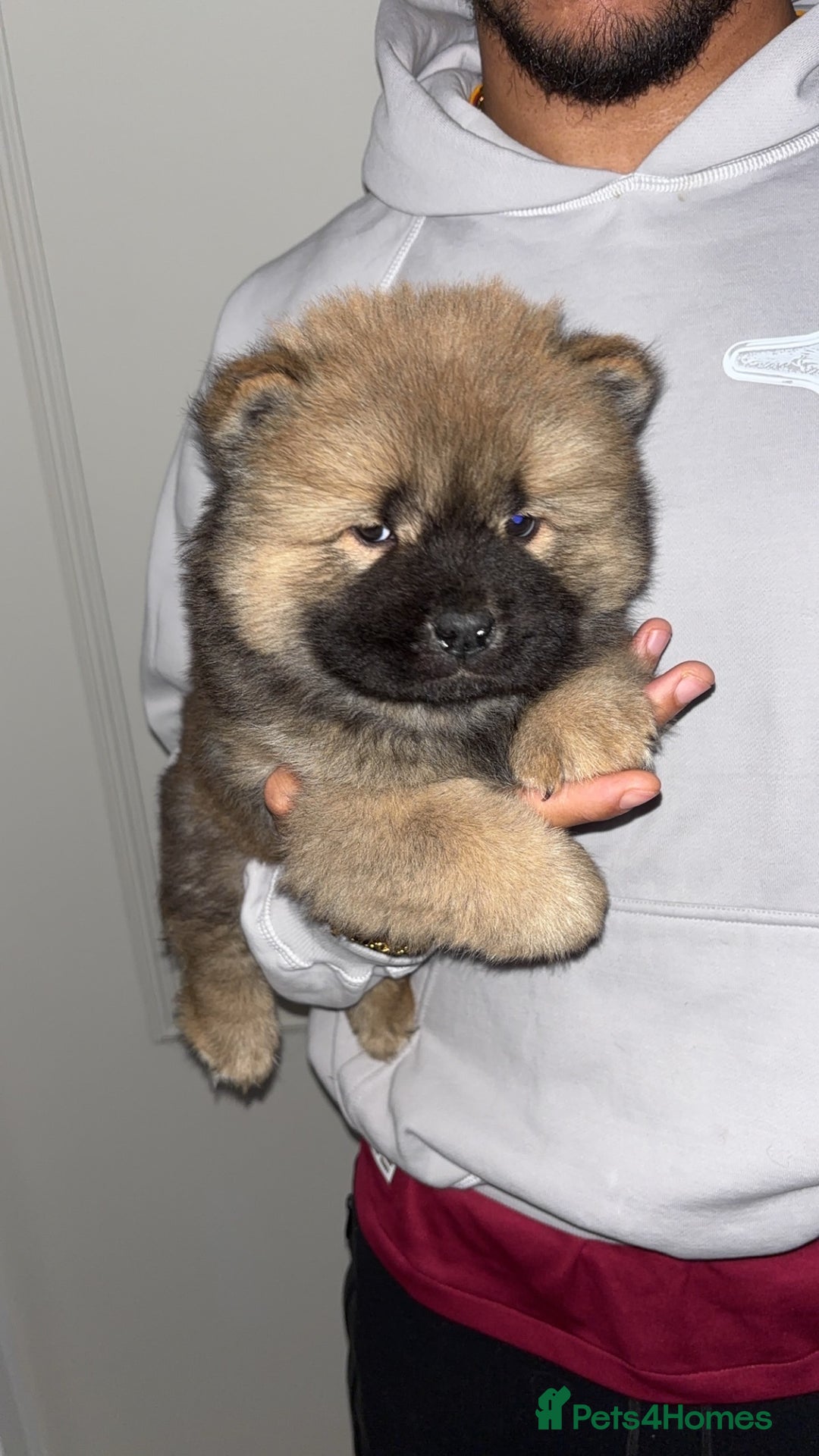 Chow Chow dogs for sale: 5 Gen Pedigree Chow Chow Puppies - Advert 13