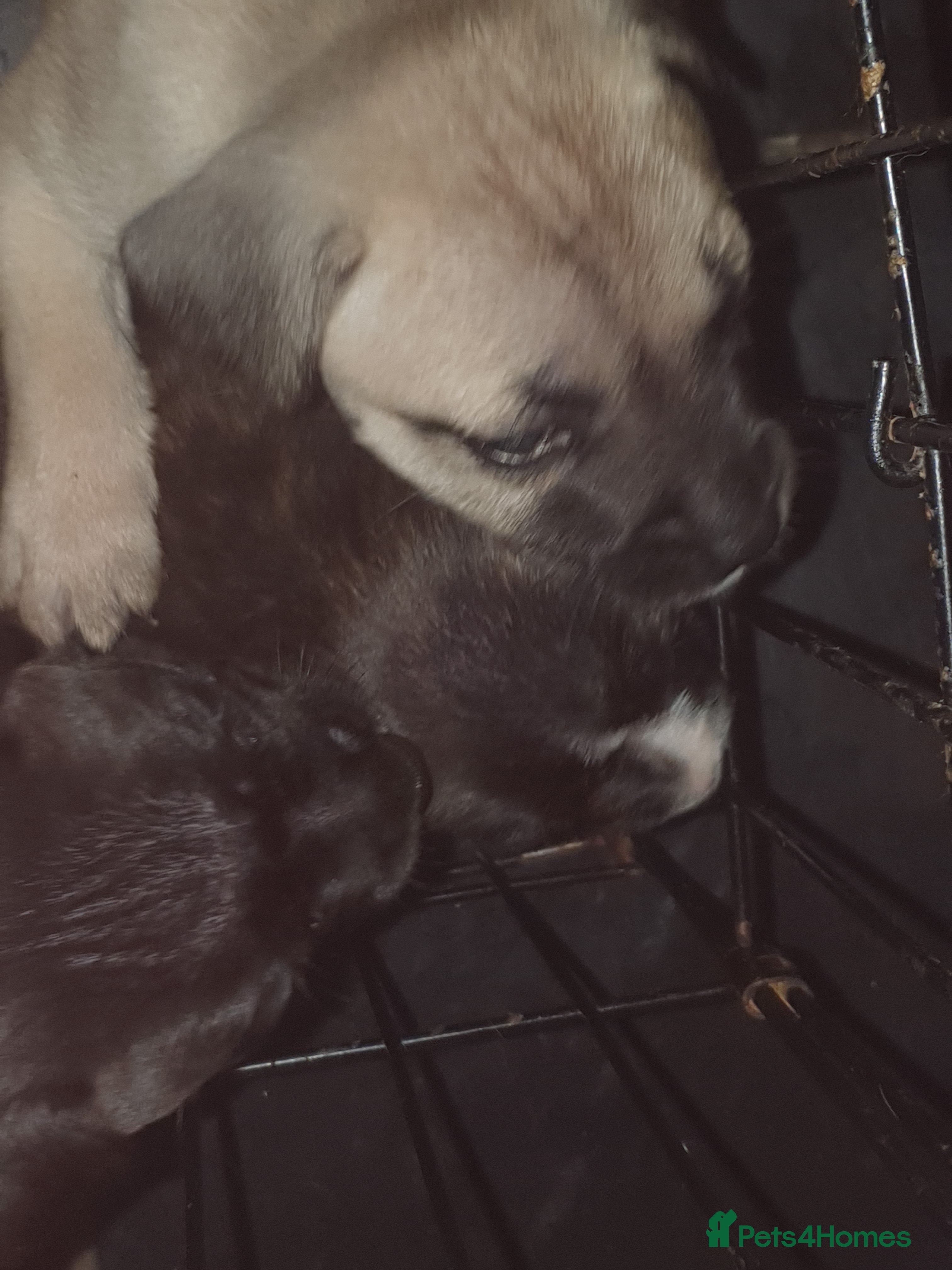 Staffordshire Bull Terrier dogs **LAST ONE LEFT **ready from 3rd April 2026! - Advert 3