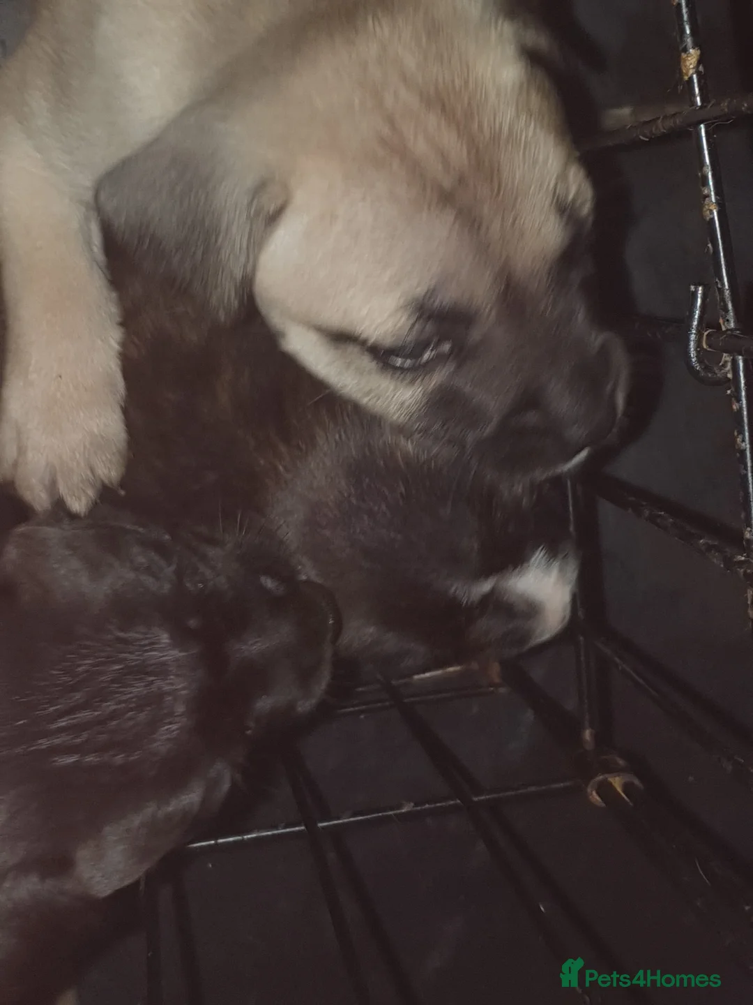 Staffordshire Bull Terrier dogs for sale: **LAST ONE **ready 3rd April 2026! - Advert 1