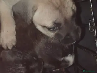 Staffordshire Bull Terrier dogs **LAST ONE LEFT **ready from 3rd April 2026! - Advert 3