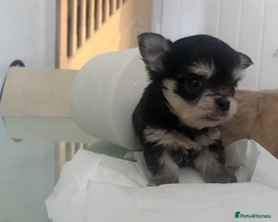 Mixed Breed dogs for sale: Malshi baby’s ❤️❤️ in Salisbury - Advert 12