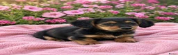Dachshund dogs for sale: KC REG long haired miniature dachshund - Advert 1
