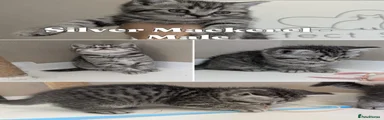 Silver Mackerel Tabby Male