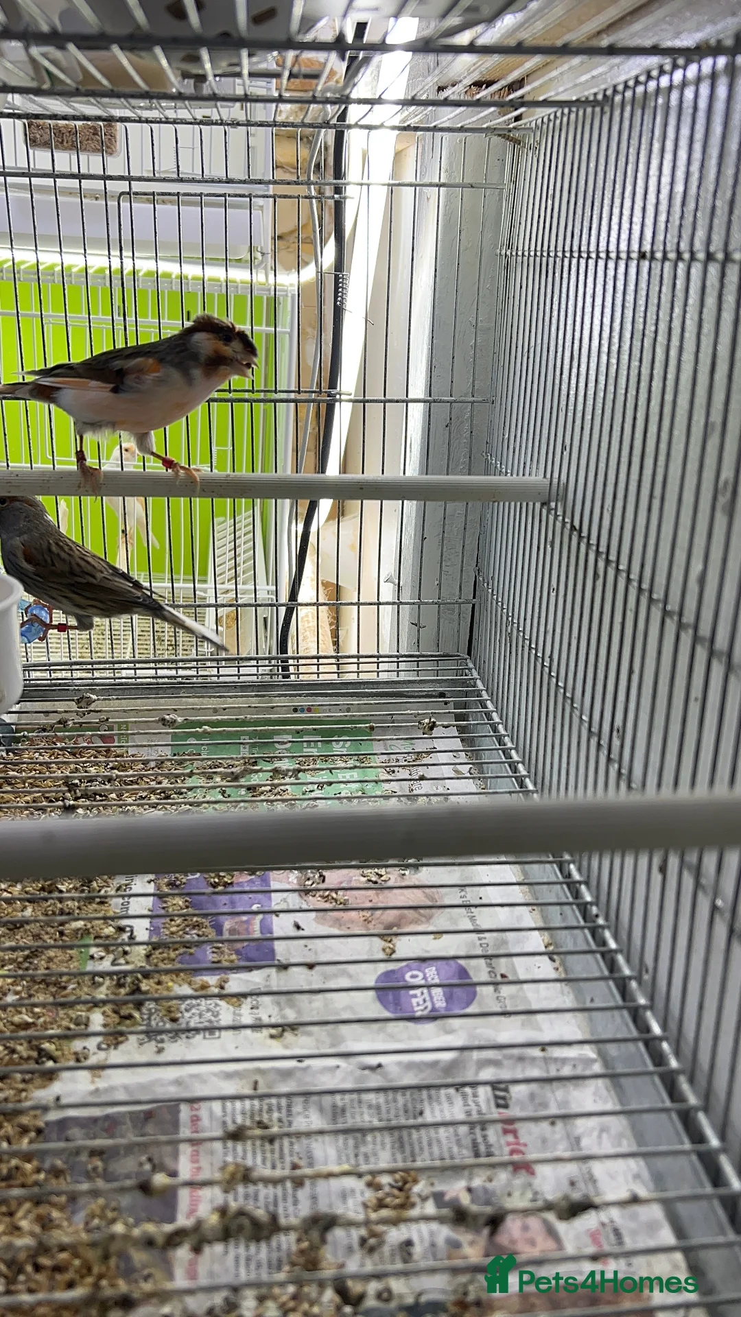 Canaries birds for sale: Canaries for sale  - Advert 8