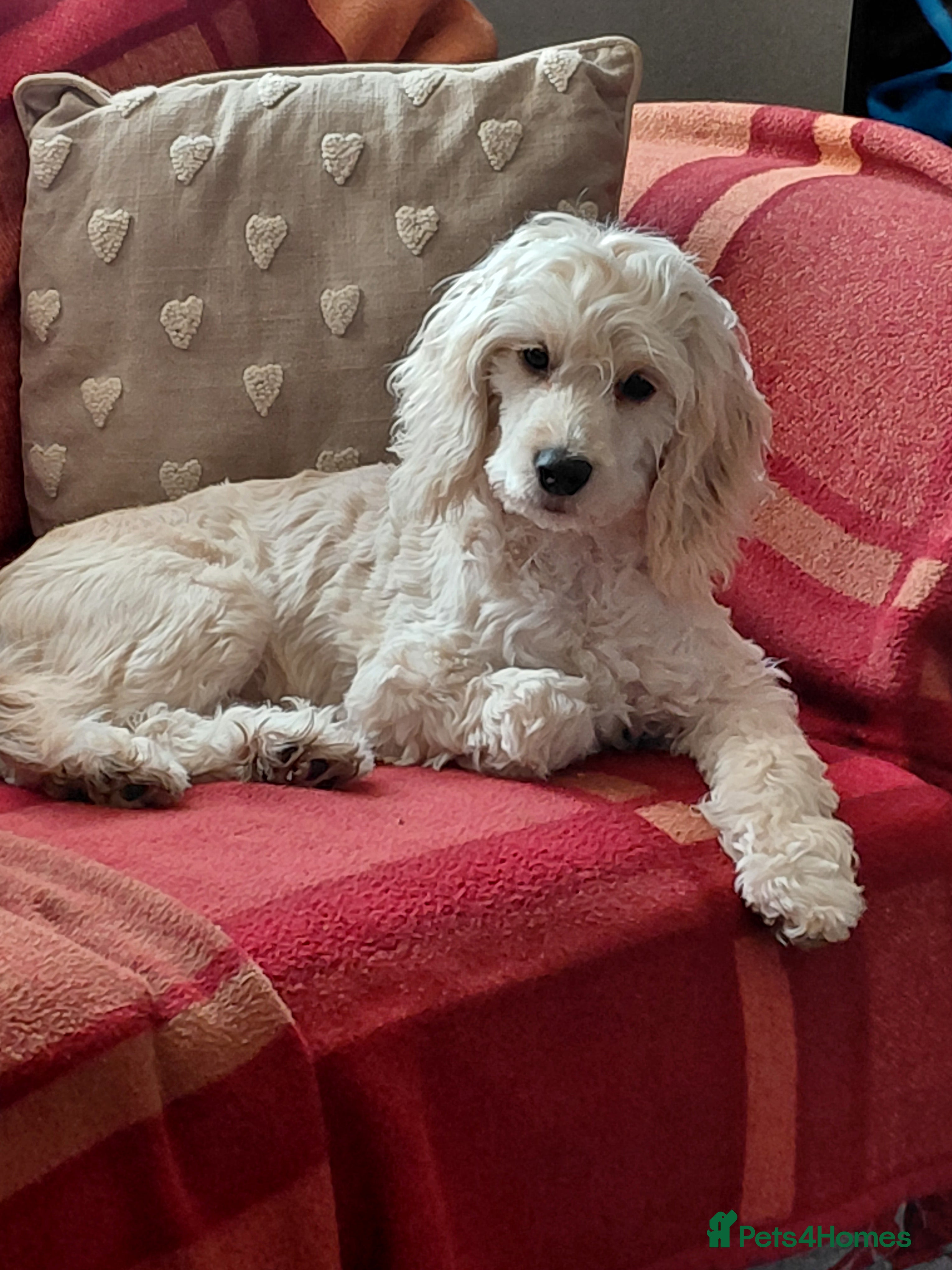 Cockapoo dogs Stunning cream girl - Advert 1