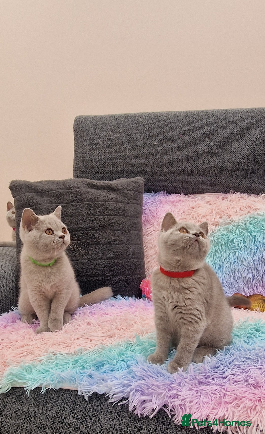 British Shorthair cats for sale: British Shorthair Lilac kittens  - Image 23
