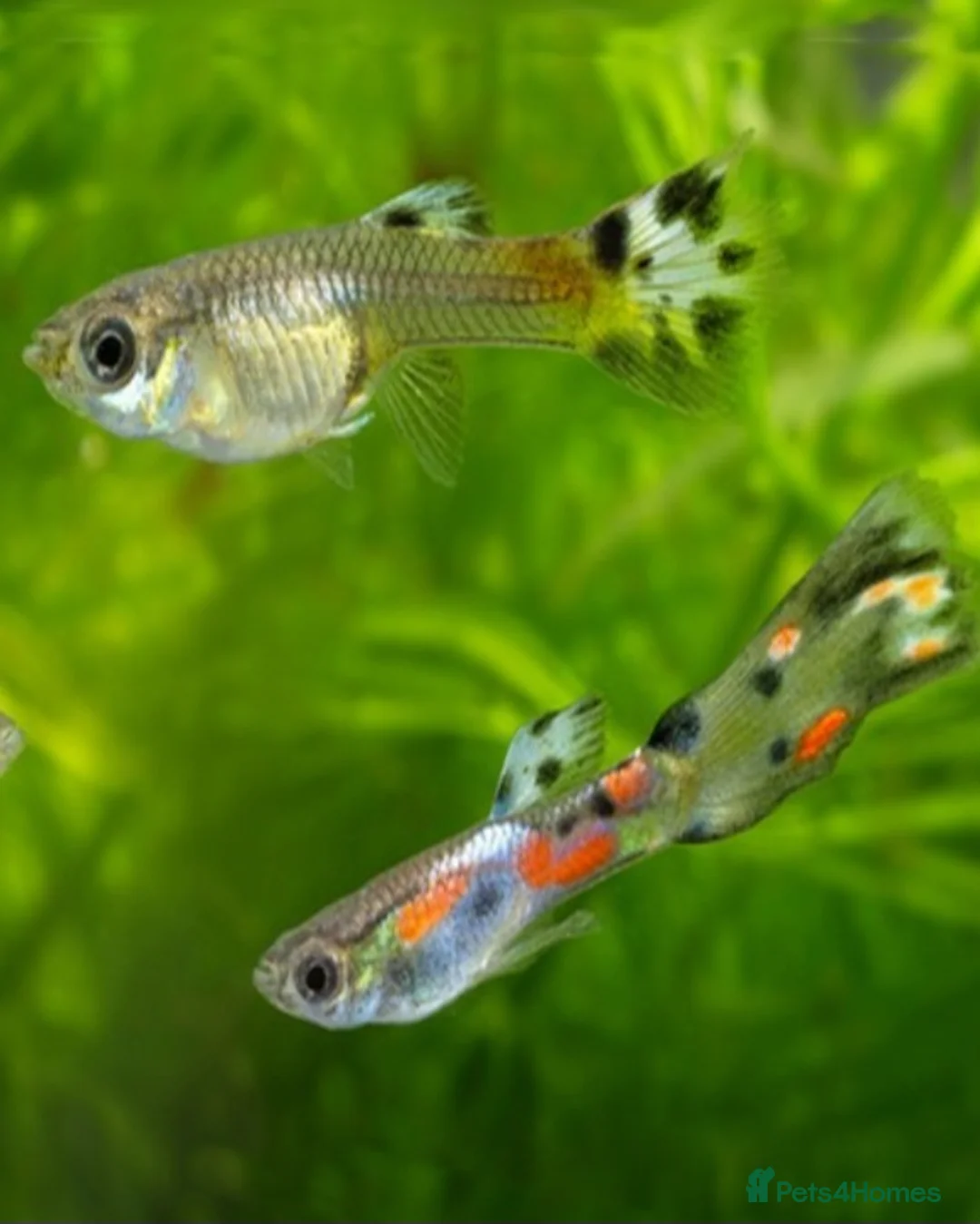 Other/Mixed Breed fish for sale: Endler Guppies Red - Advert 1