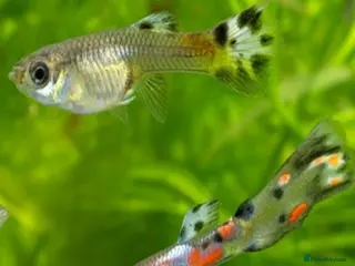 Other/Mixed Breed fish Endler Guppies Red - Advert 3