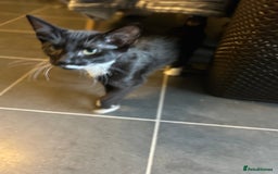 Mixed Breed cats for sale: 3kittens 5months 1male 10months 1 female 10month - Image 7